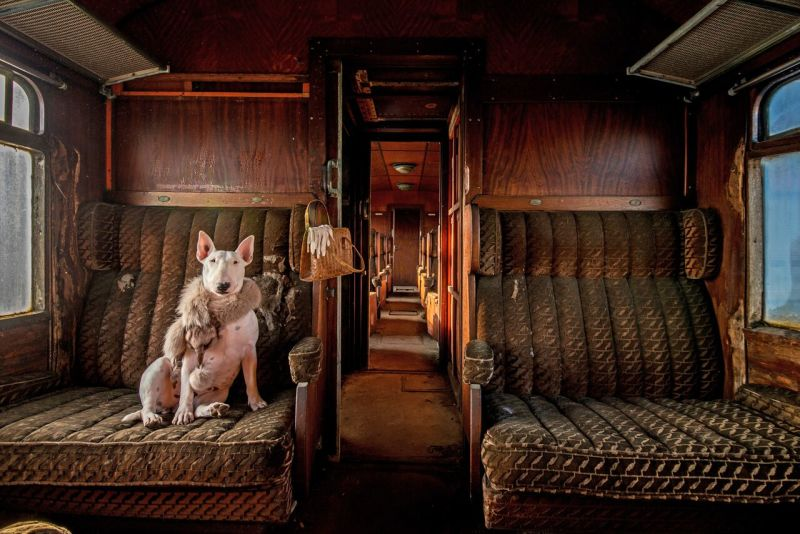 GANADOR DEL PÚBLICO: Orient Express. ©Alice van Kempen. Todos los derechos reservados. Lugar de la foto: Bélgica.